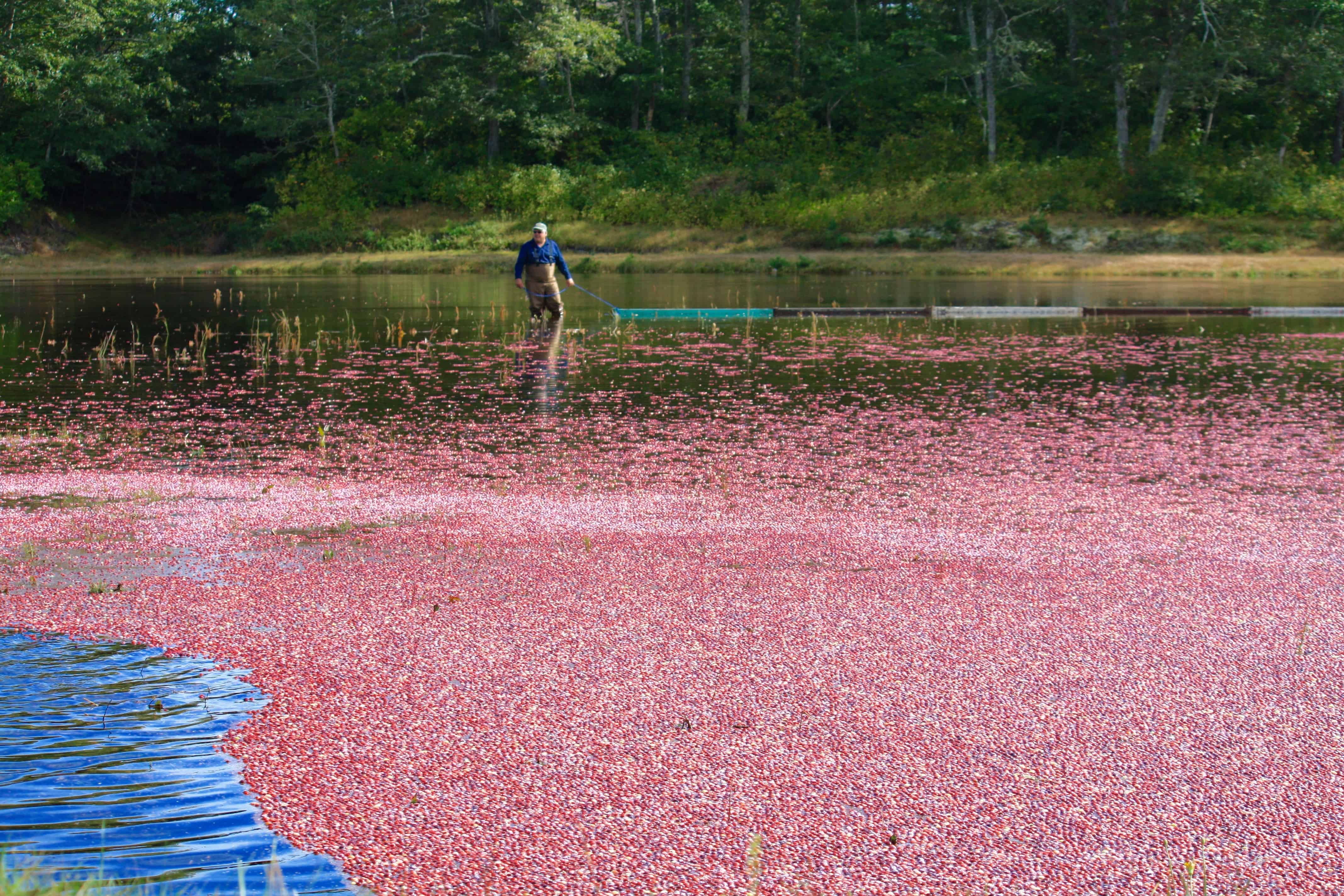 Cape Cod Cranberry Harvest There's Nothing Like It The Platinum