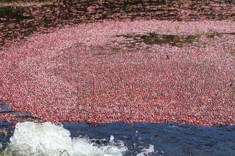 Cranberry Harvest: red cranberries floating in a bog
