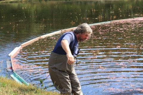 Cranberry Harvest: A man corralling floating red cranberries