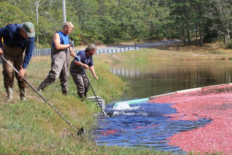 Cranberry Harvest: three men pushing floating red cranberries into a corrall
