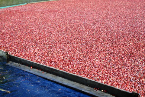 Floating cranberries in a bog, being corralled for harvest by wooden boards.