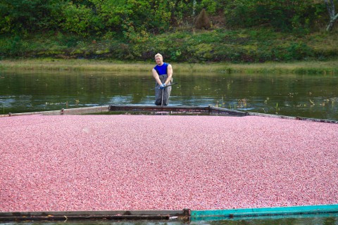 Cranberry Harvest: a man pulling the corrall tight around the floating red cranberries