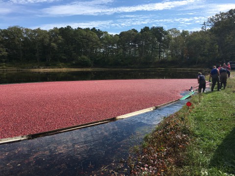 Cranberry Harvest: men pushing floating red cranberries into the corrall to prepare them for harvest