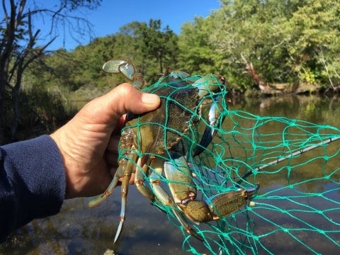 a hand holding a crab in a green net