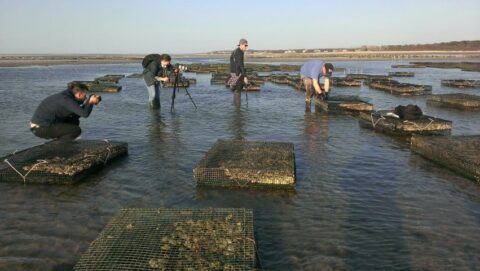 people harvesting oyster beds and others taking photographs of them