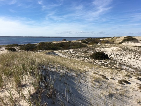 sand and sea grass leads to the ocean under a blue sky with wispy clouds