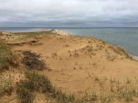 dunes with sea grass by the ocean