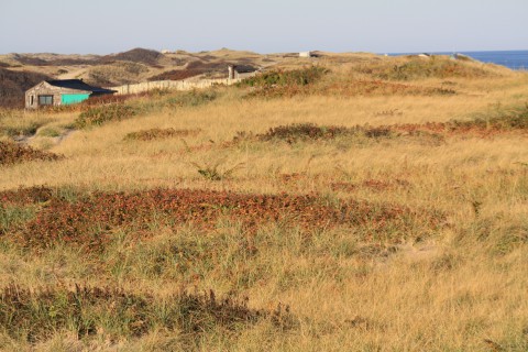 Dune Shacks Trail showing the dead sea grass and a dune shack by the ocean