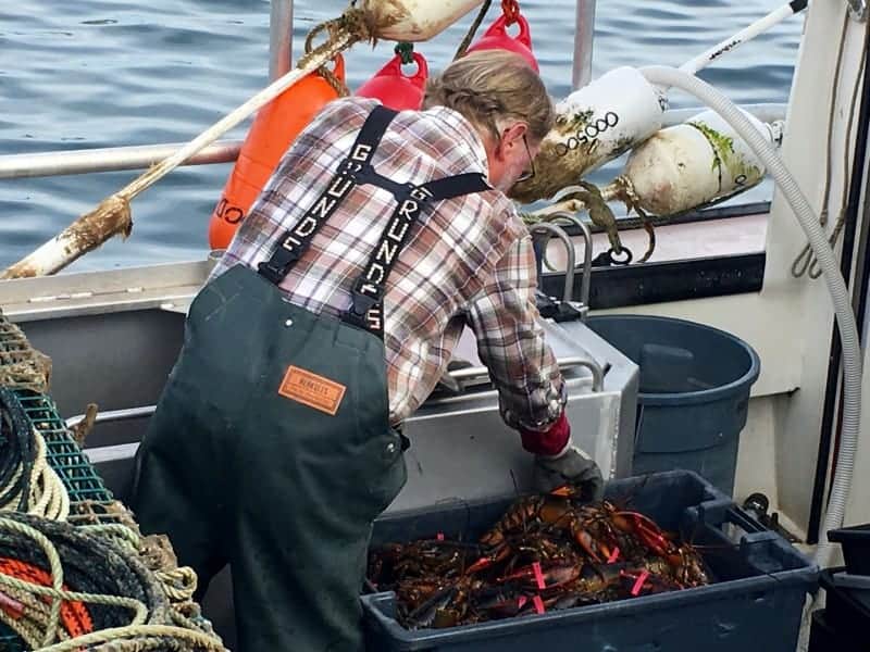 A lobster fisherman in his boat putting lobsters with red rubber bands on their claws into a container