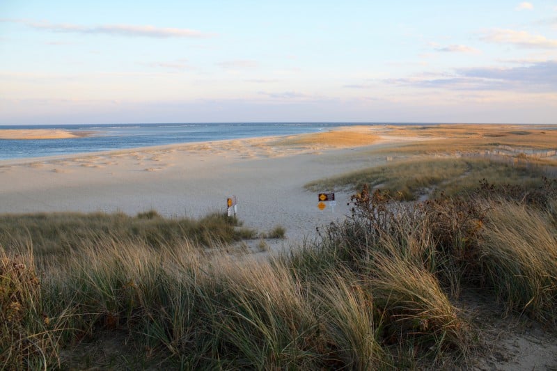 A view at sunset of seagrass, a beach and the ocean