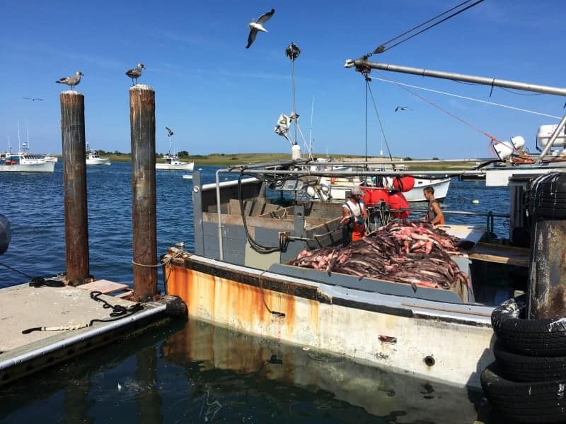 A fishing boat is tied to a pier and the boat is full of fish