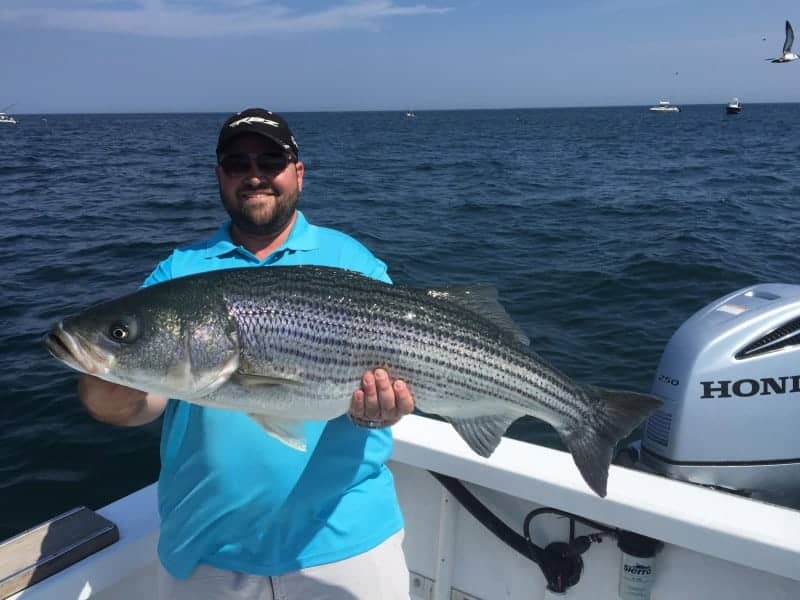 A man with a blue shirt, white pants wearing a baseball cap and sunglasses is holding a very large fish