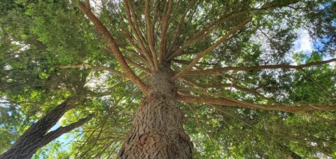 looking up at a tree from beneath showing the branches and a blue sky above