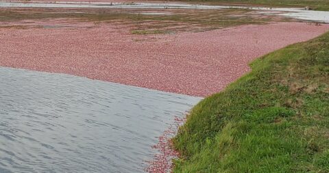 Picture of a cranberry bog