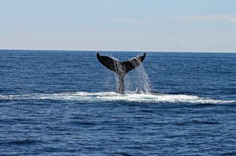 whale tail