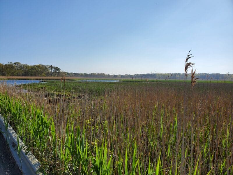 An estuary filled with green sea grass and reeds with blue sky above